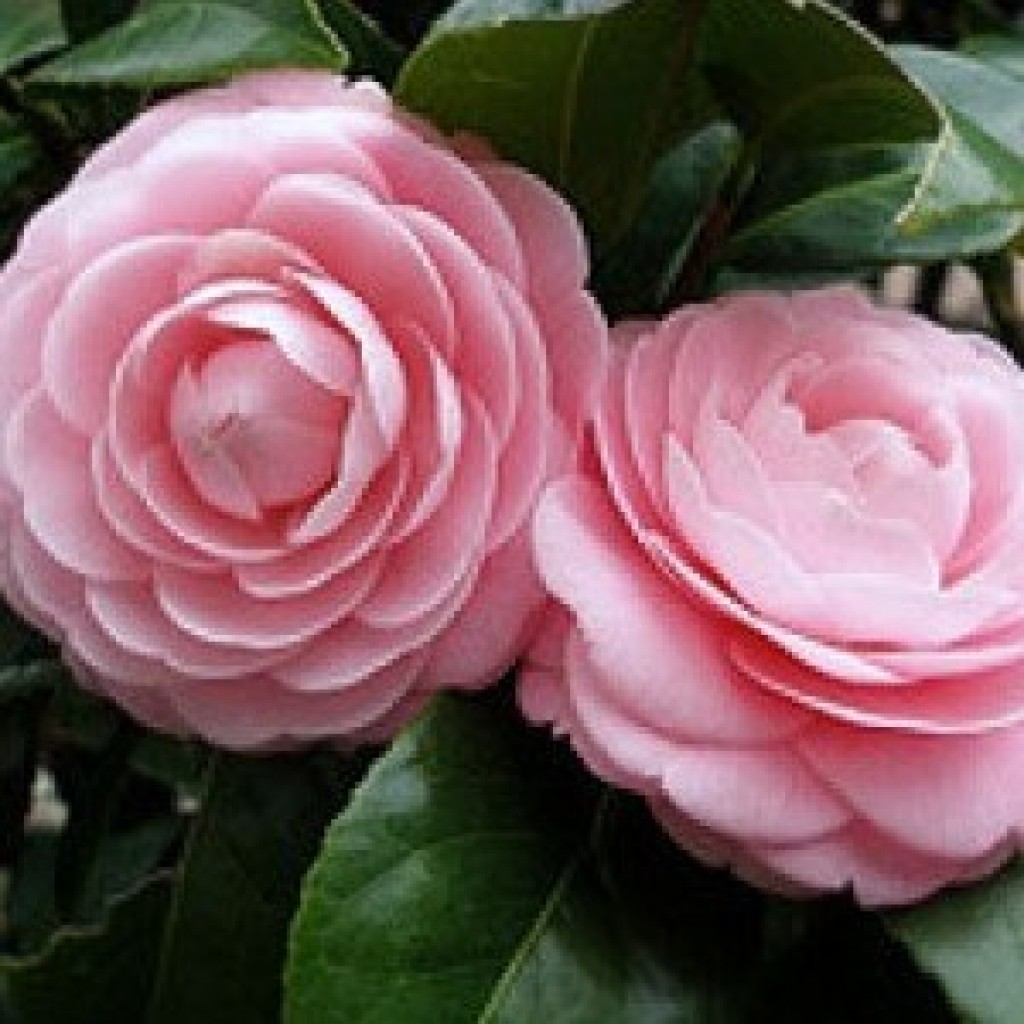 Capannori - Borgo delle camelie