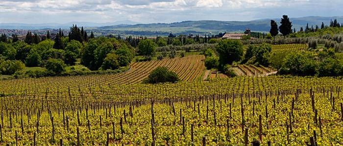 Tenuta Trecciano winery - Tuscanysweetlife