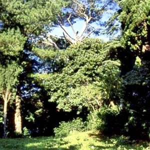 Arboreto moncioni