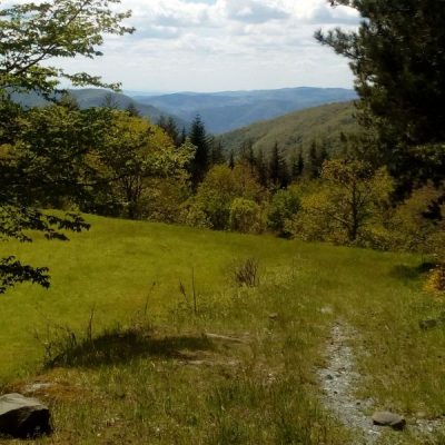 boschi di Rincine - Londa