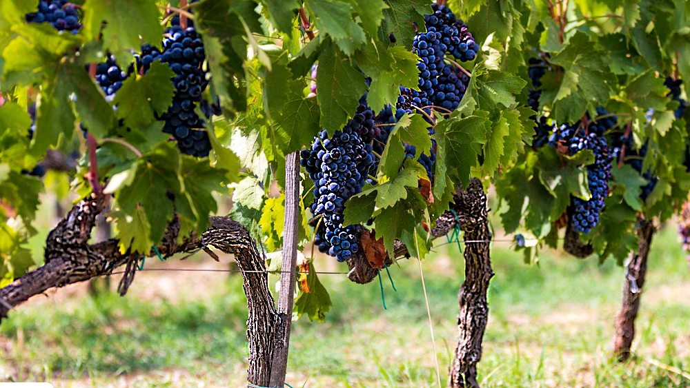 Tenuta San Vincenti