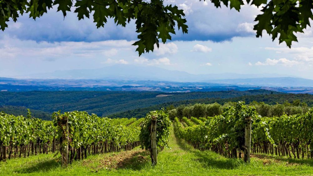 Tenuta San Vincenti