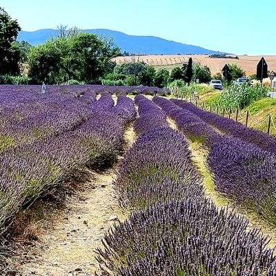 La valle dei profumi di lavanda