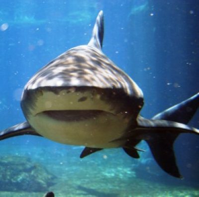 Acquarium Mondo Marino