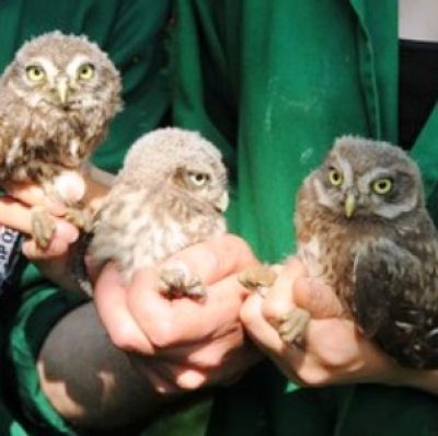 CRASM-Centro Recupero Animali Selvatici della Maremma