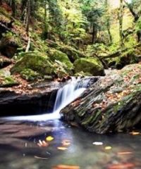 Parco Nazionale delle Foreste Casentinesi Monte Falterona Campigna