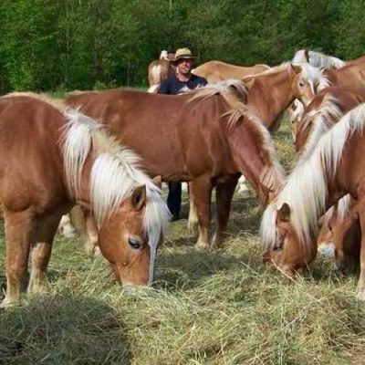 Centro equestre Badia di Moscheta