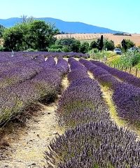 La valle dei profumi di lavanda