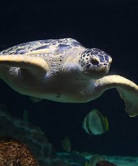 Acquario  di Livorno