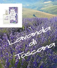 Lavanda di Toscana