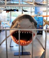 Museo di Storia Naturale del Mediterraneo