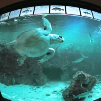 Acquario dell&#8217;Elba