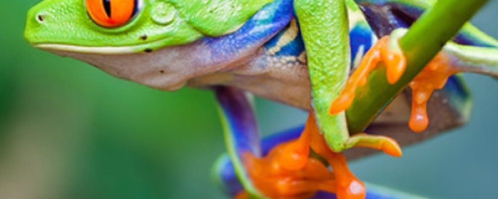 Intervista ad Alessandra Capelli sul seminario “Il Leader Interiore”