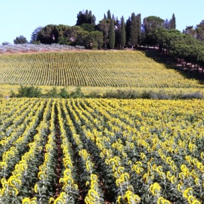 Strada del vino di Cortona
