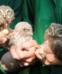 CRASM-Centro Recupero Animali Selvatici della Maremma