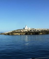 Formiche di Grosseto