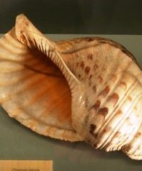 Museo della Malacologia