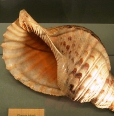 Museo della Malacologia