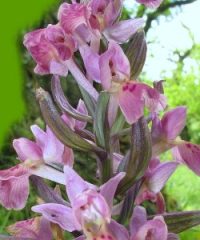 Parco dei Monti Livornesi