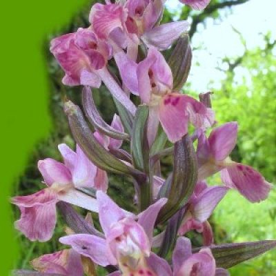 Parco dei Monti Livornesi