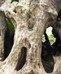 “Olivone” di Fibbianello