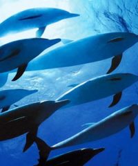 Santuario dei Cetacei