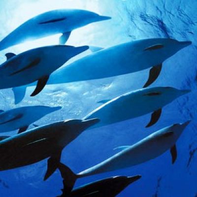 Santuario dei Cetacei