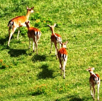 Parco Faunistico Monte Amiata