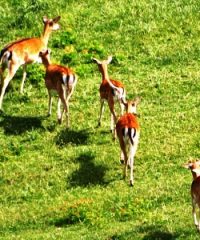 Parco Faunistico Monte Amiata
