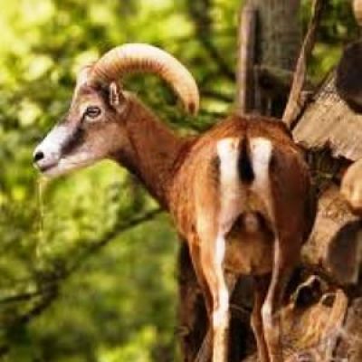 Parco Naturale di Cavriglia