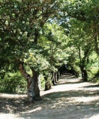 Riserva naturale di Pietraporciana