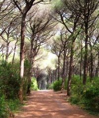Riserva Naturale Biogenetica dei Tomboli di Cecina