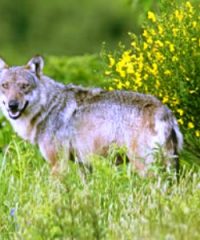 Riserva Naturale Poggio all’Olmo