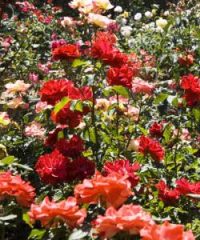 Roseto Botanico “Carla Fineschi”