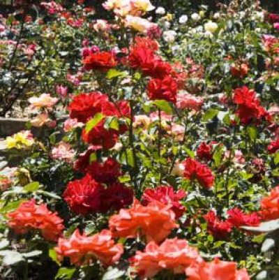 Roseto Botanico &#8220;Carla Fineschi&#8221;