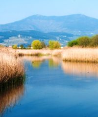 Oasi Stagni di Focognano