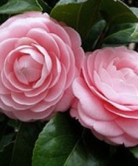 Borgo delle Camelie – Sant’Andrea di Compito