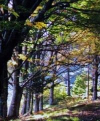 Riserva Naturale Acquerino-Cantagallo