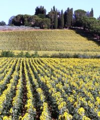 Strada del vino di Cortona