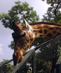 Zoo di Pistoia