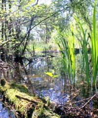 Lago di Porta