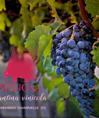 La Spinosa cantina biologica