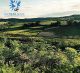 Tenuta Corbucci