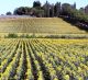 Arezzo  and Cortona Wine Tasting