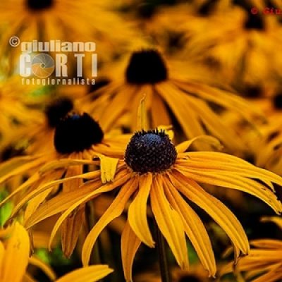 Giuliano Corti photographer