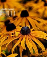 Giuliano Corti photographer