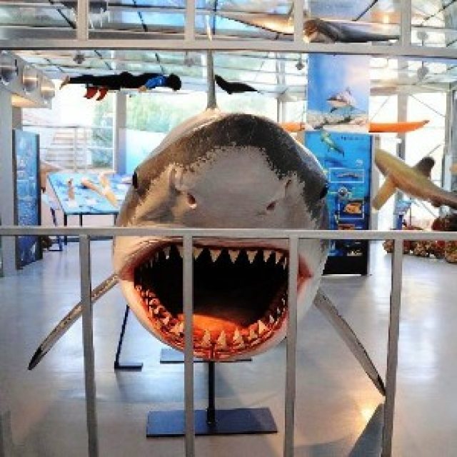 Museo di Storia Naturale del Mediterraneo