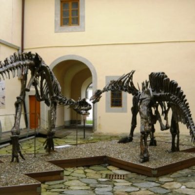 Museo di Storia Naturale dell’Università di Pisa
