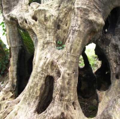 “Olivone” di Fibbianello