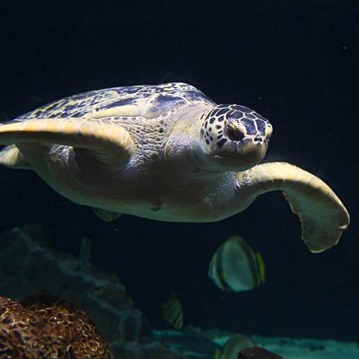 Acquario  di Livorno